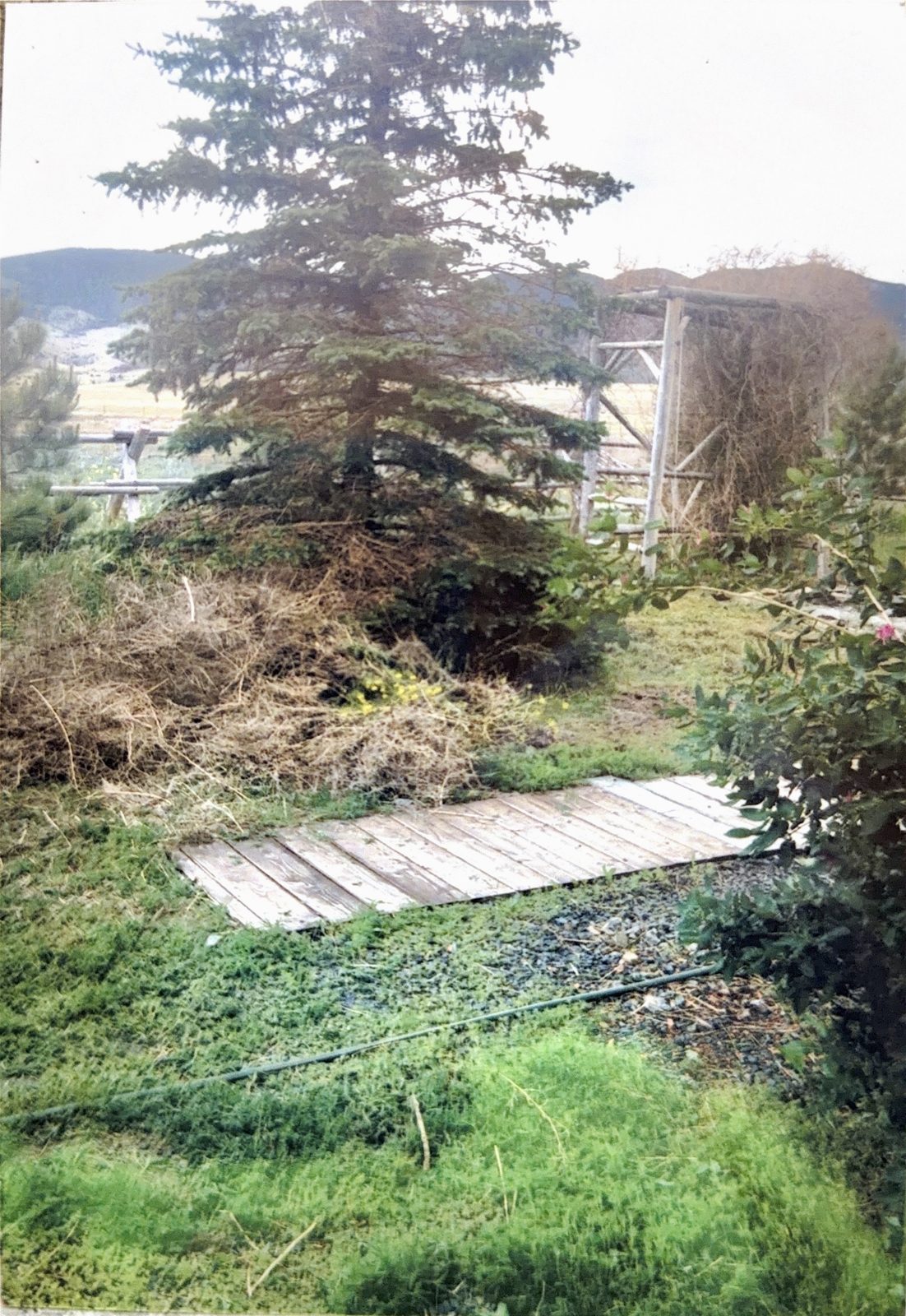 A rough plank path threading through the brush.