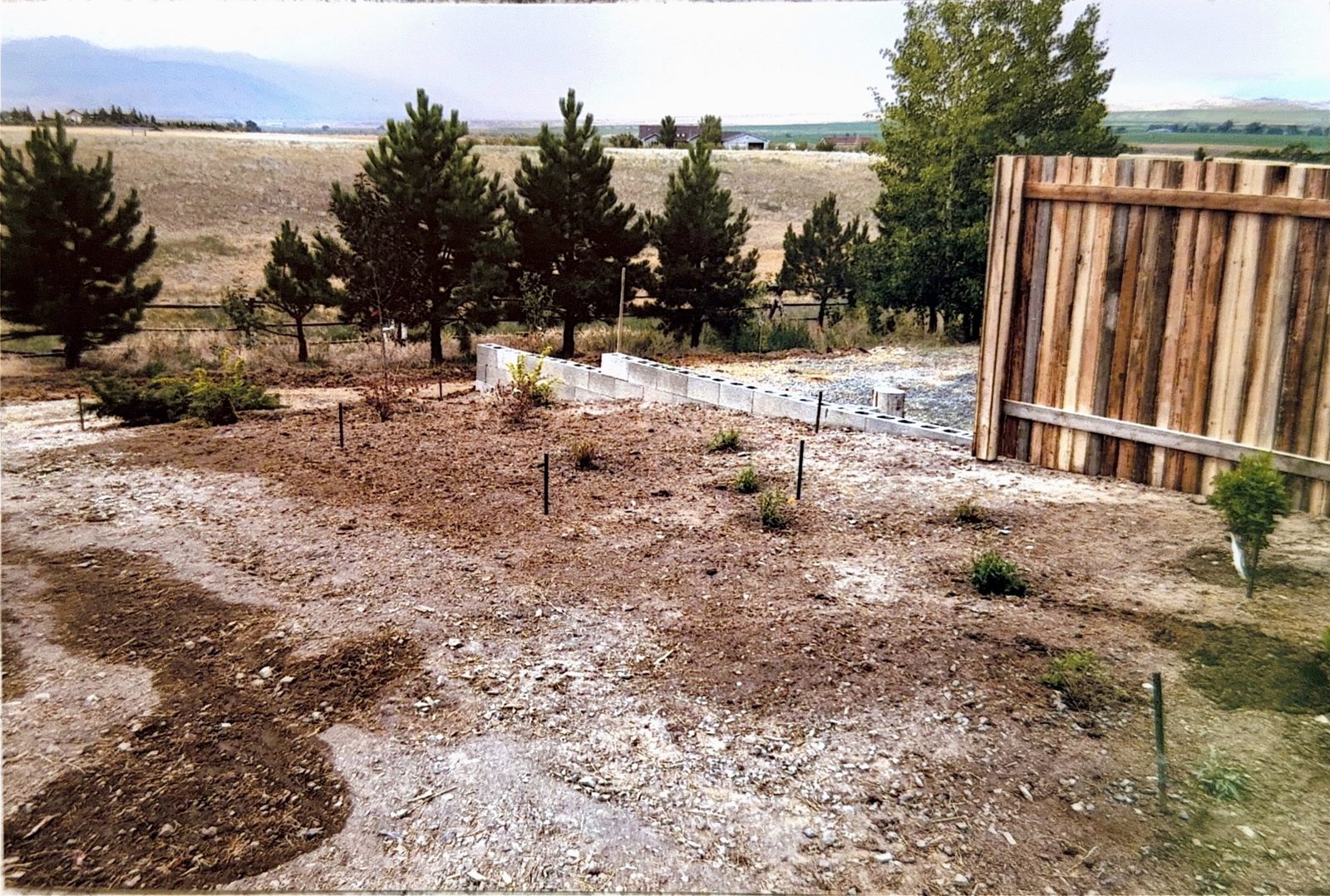 Young pines and a freshly run fence.