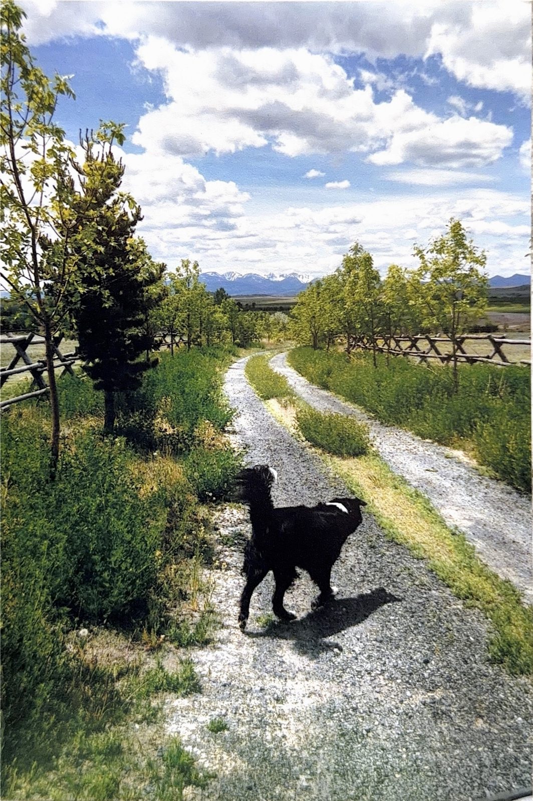 The lane in, before the trees filled it out.