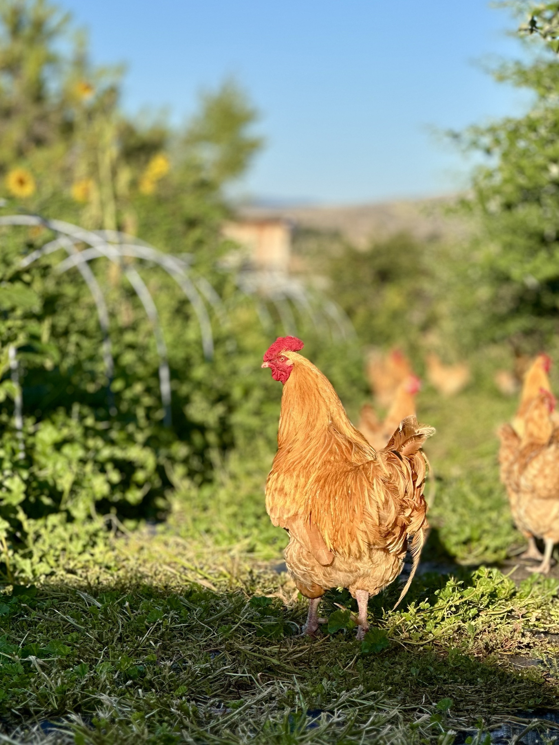 Free-range chickens on the farm