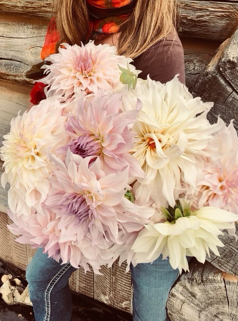 An armful of cafe-au-lait dahlias in blush, cream and lavender, held against the log wall
