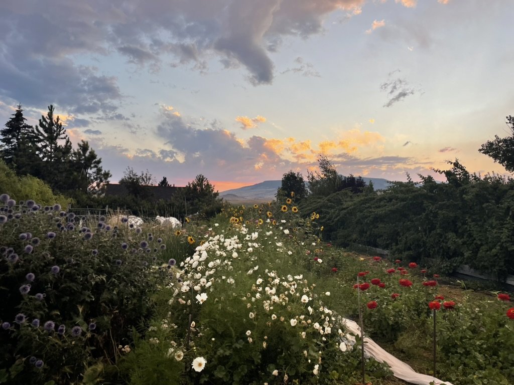 Rows of white cosmos, red zinnias, sunflowers and blue globe thistle in the flower field at sunset, with mountains beyond
