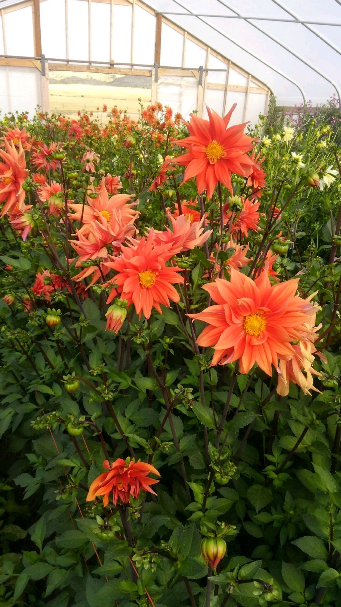 Coral dahlias in full bloom inside the farm's greenhouse
