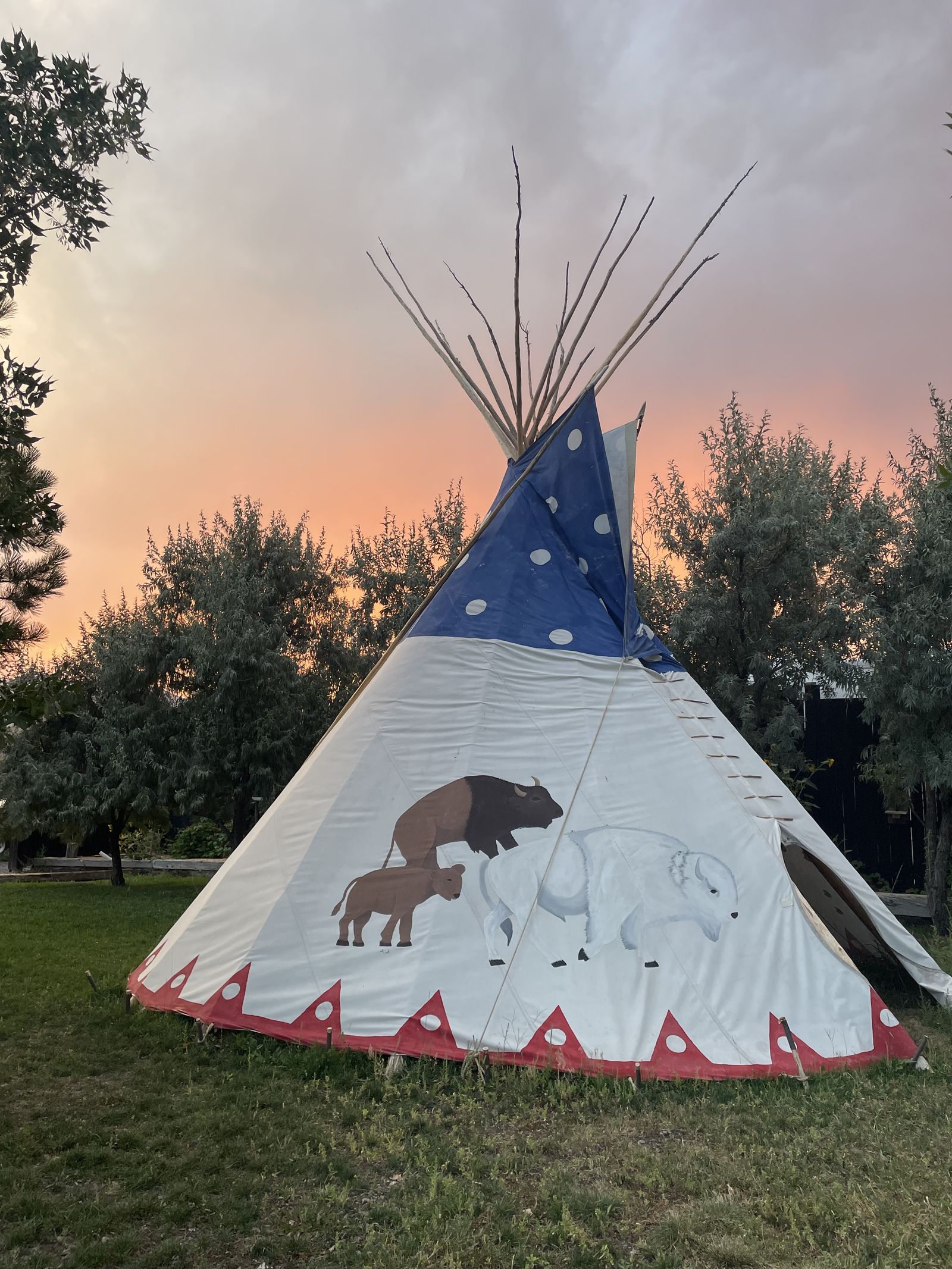 The Sacred White Buffalo tipi at sunset, painted with a brown buffalo, a calf, and a white buffalo